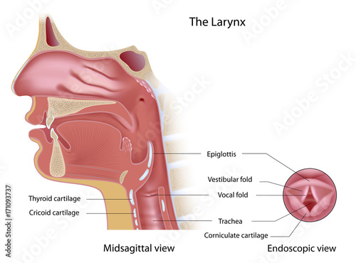 Anatomy of voice box midsagittal  section and from top (endoscopic view) photo