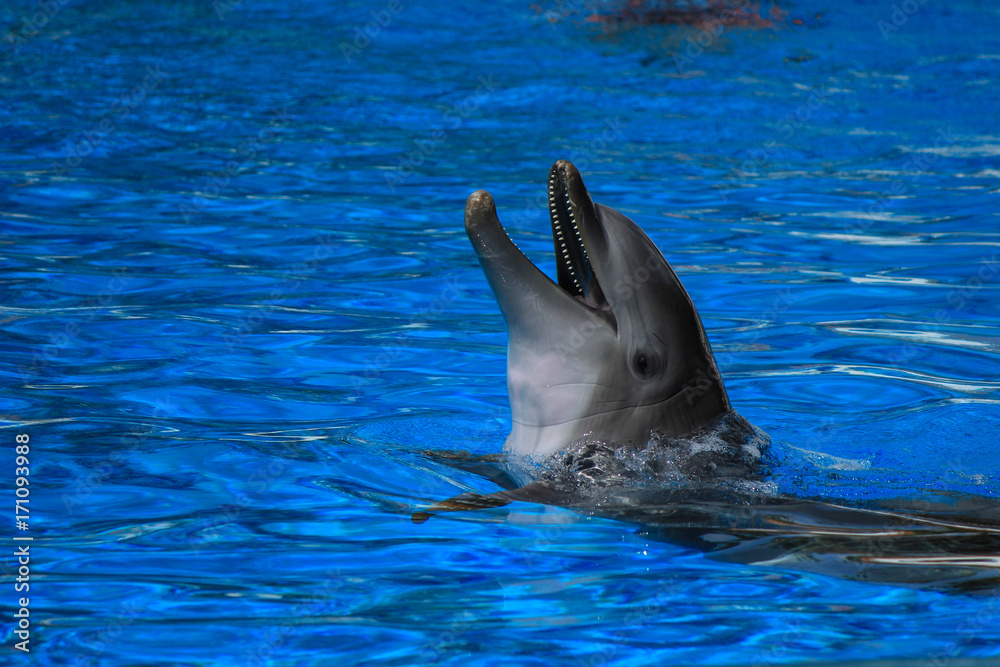 Naklejka premium Dolphin