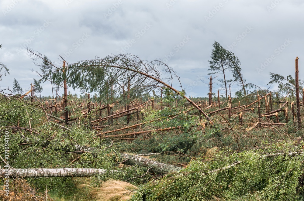 Forest destroyed by the hurricane wind in Poland, on September 12, 2017 Forest destroyed by the hurricane wind in Poland, on September 12, 2017