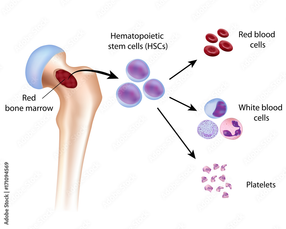 Blood Cell Formation From Bone Marrow Ilustra o Do Stock Adobe Stock blood-cell-formation-from-bone-marrow-ilustra-o-do-stock-adobe-stock
