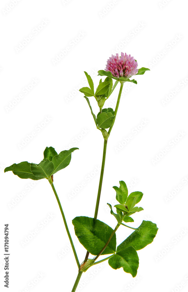 Obraz premium clover flower