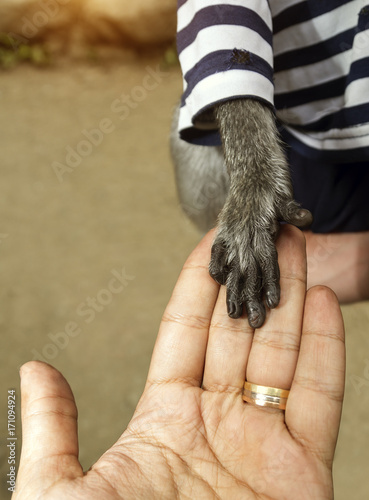 Human hand holding monkey hand