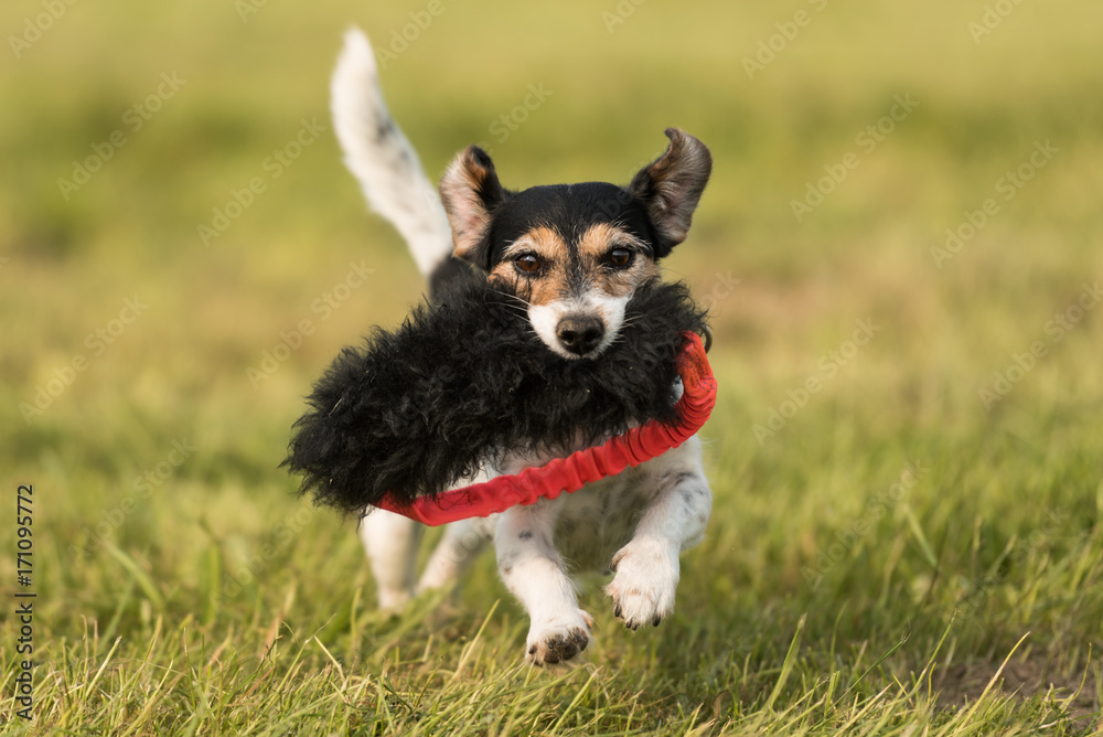 Hund spielt auf einer Wiese - Jack Russell 8 Jahre alt