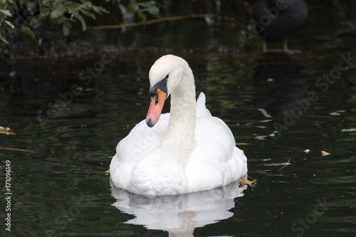 Swan on a river