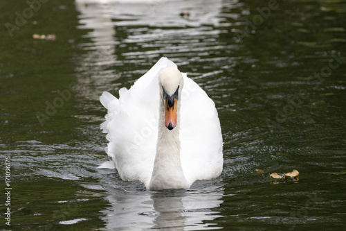Swan Swimming