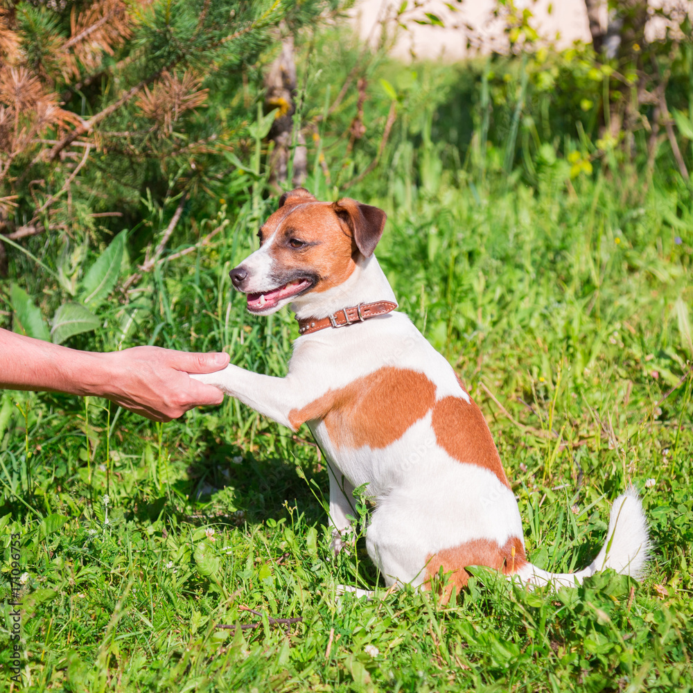 Jack Russell gives his paw. Concept of friendship.