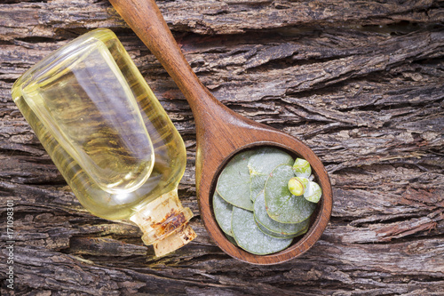 oil and eucalyptus holas, The essential oil of eucalyptus leaves is used as a nasal decongestant and to combat respiratory infections photo