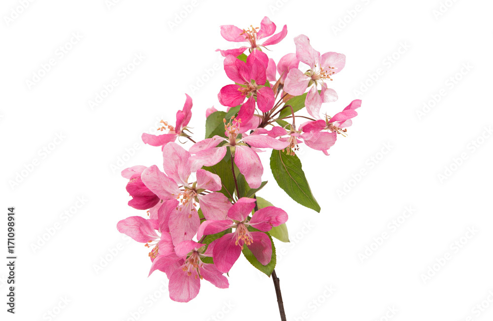 branch with flowers of apple-tree isolated