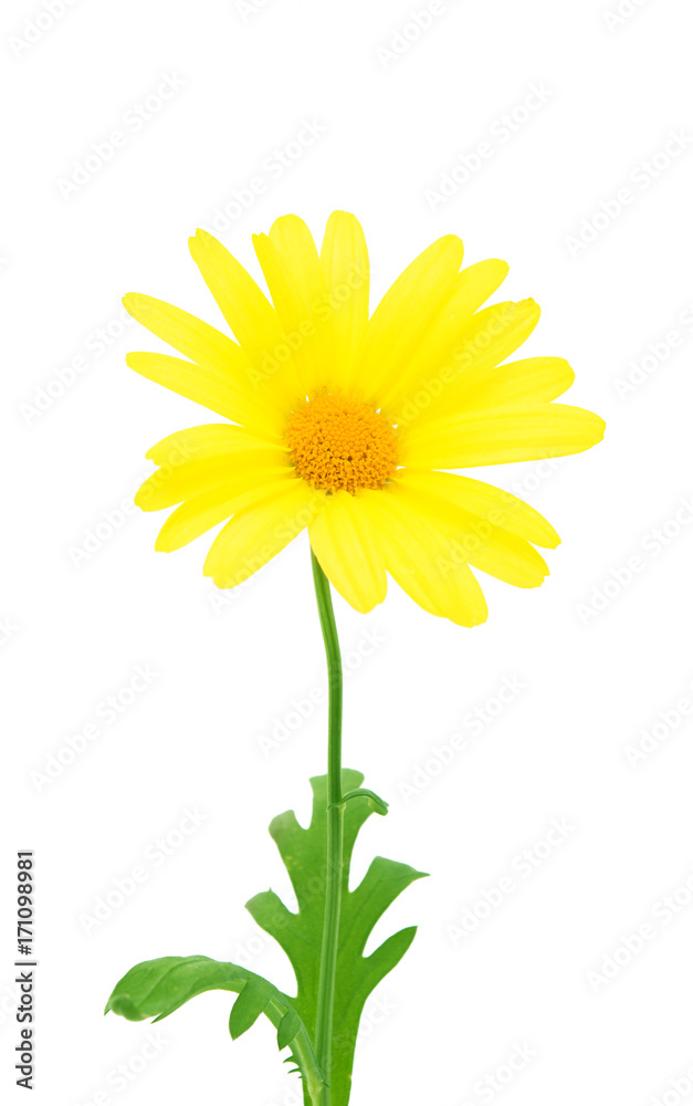 custom made wallpaper toronto digitalyellow daisy isolated