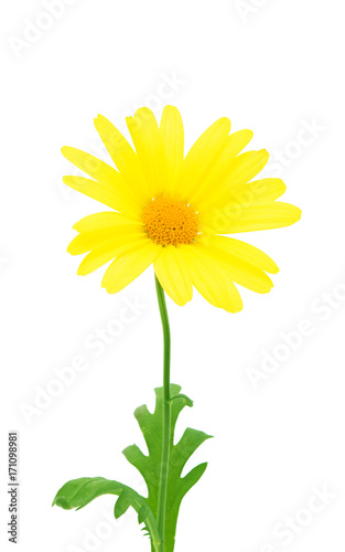 Wallpaper Mural yellow daisy isolated Torontodigital.ca