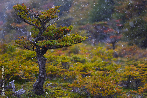 Fototapeta Naklejka Na Ścianę i Meble -  Japanese garden, a beautiful tree in the Patagonian wilderness during a short autumn snowing, in between seasons
