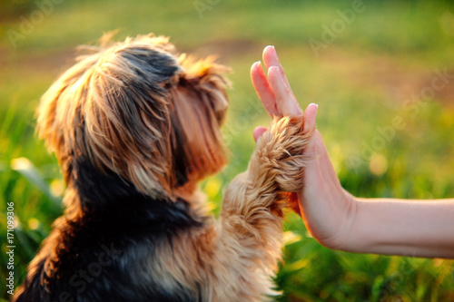 Yorkshire terrier gives paw his owner closeup with human hand