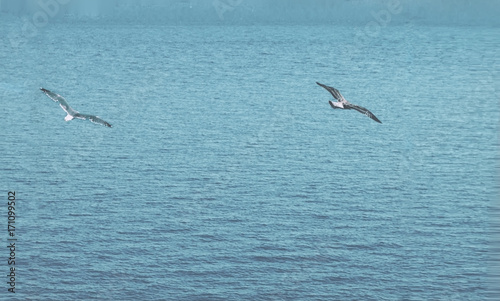 Bird flies over see. Gorgeous Flight of bird with Seagull hovers on deep blue see. Flying gull chick.