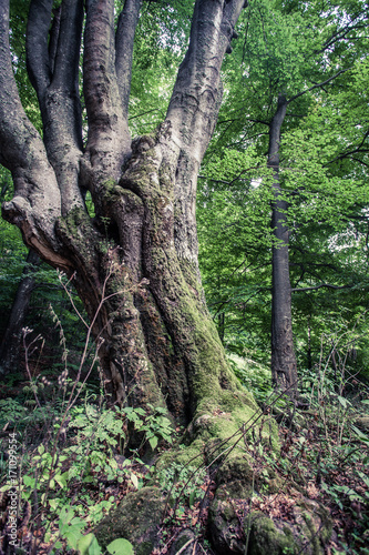 huge old beech tree in Nature Reserve rainforest Vinatovaca in Serbia