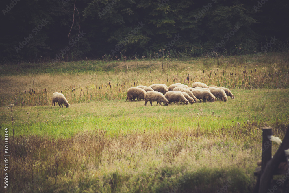 small sheep flock grazing on meadow near the wood small sheep flock grazing on meadow near the wood