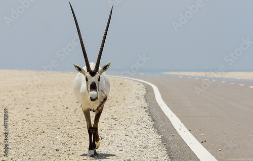 Abu Dhabi oryx photo