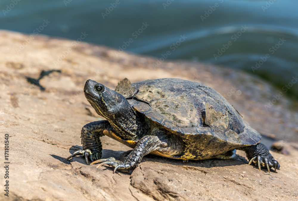 Obraz premium Turtle shedding it's shell