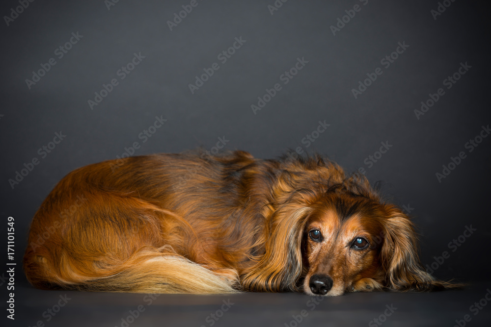 Fototapeta premium Dackelmix im Studio
