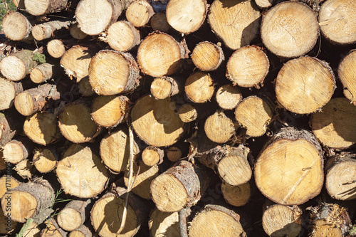 Woodpile