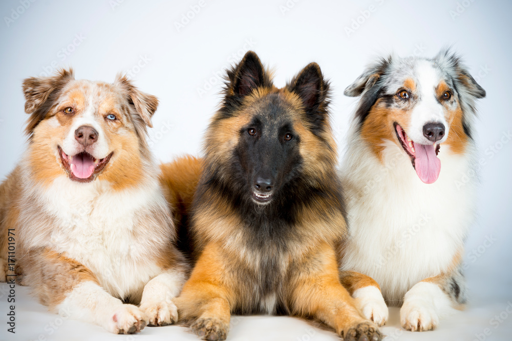 Schäferhund uns Astralian shepherd Schäferhund uns Astralian shepherd