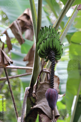 Bananes