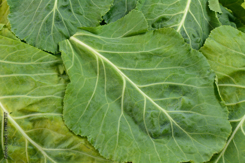 Close up of stack of leaves of raw collard greens