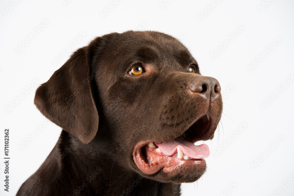 Brauner eleganter Labrador im Studio Brauner eleganter Labrador im Studio