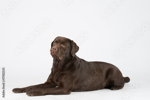 Brauner eleganter Labrador im Studio