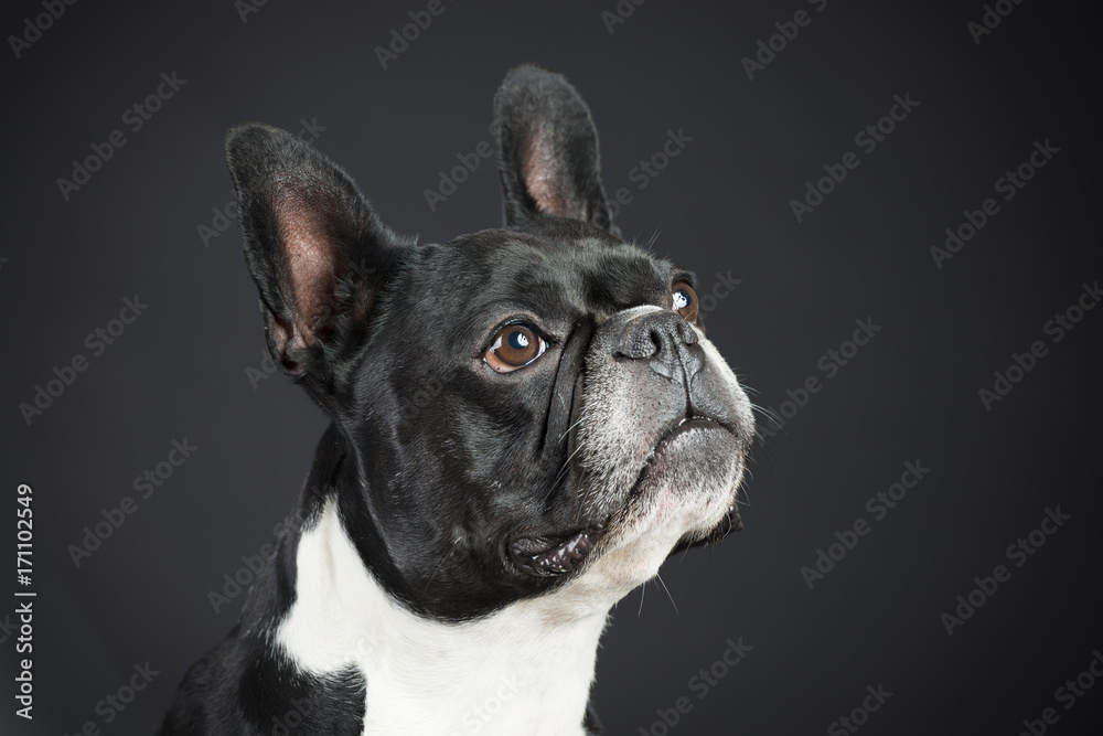 Französische Schwarz Weiße Bulldoge im Studio