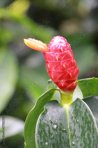 Ginger rouge