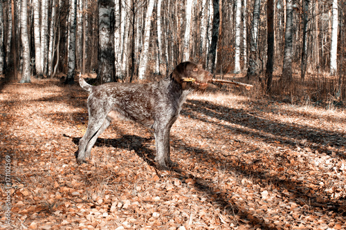 Dog drathaar in autumn forest with a stick in his mouth