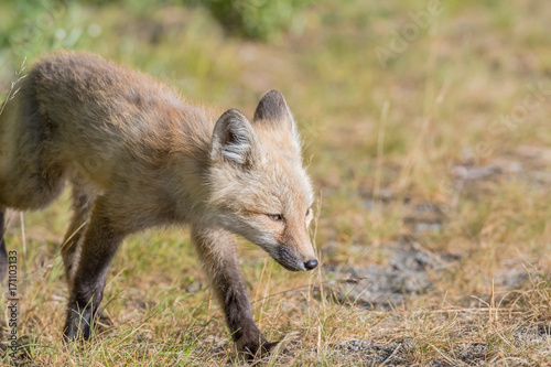 Red Cascade Fox Walks into sunny field