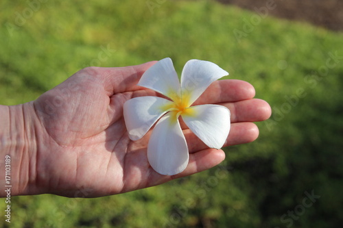 Fleur de frangipanier