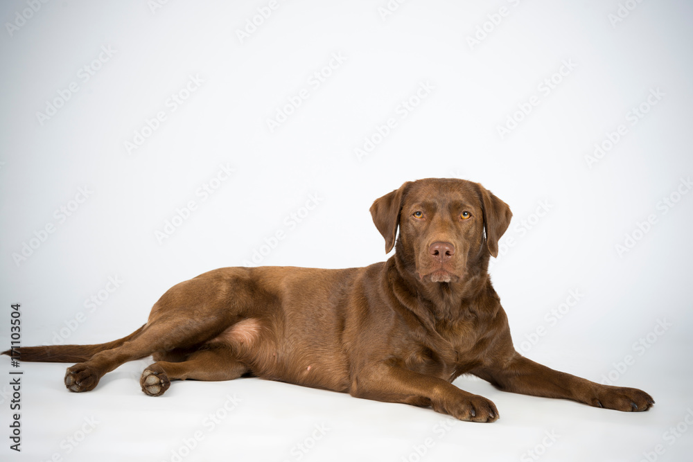 Familien Labrador im Studio Familien Labrador im Studio