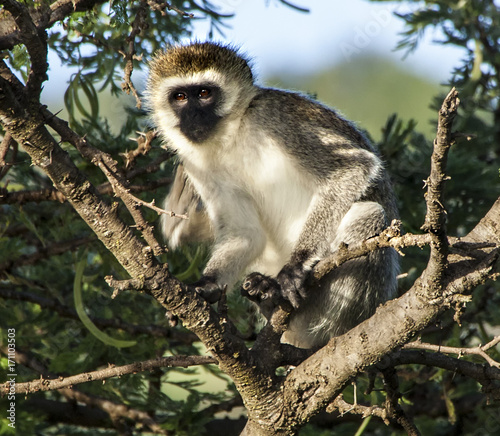 Black Faced Monkey