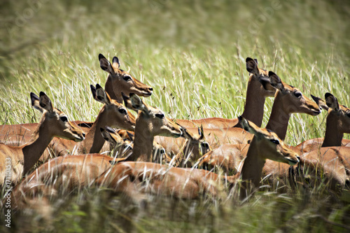 Impala Herd