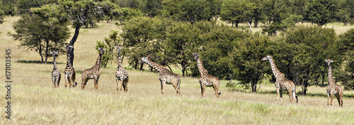 Canvas Print Seven Giraffes In A Row