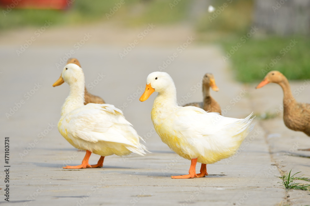 The ducks The ducks
