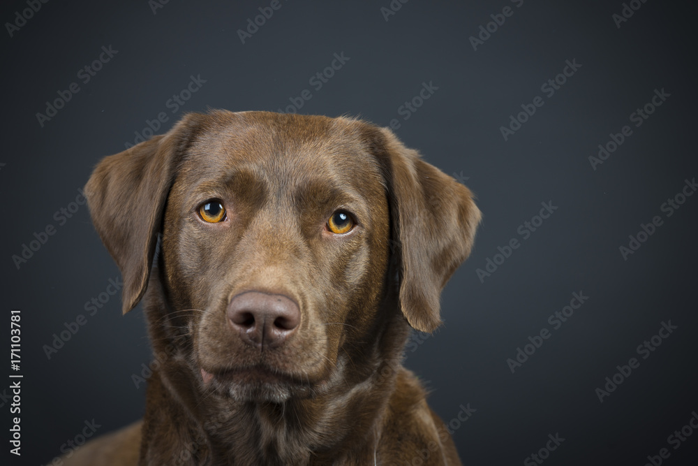 Familien Labrador im Studio