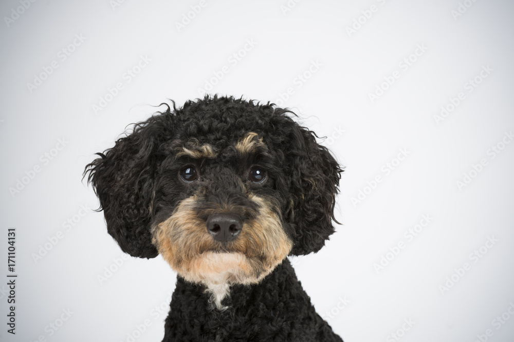 Lieber kleiner Lockenhund weiß Lieber kleiner Lockenhund weiß
