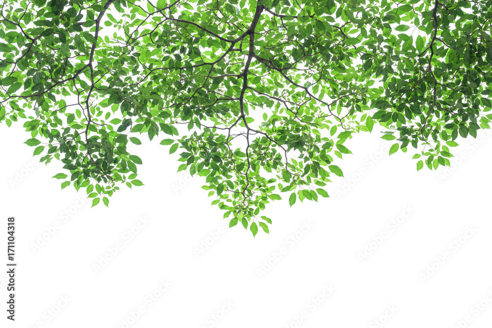 Green tree leaves and branches isolated on white background Green tree leaves and branches isolated on white background
