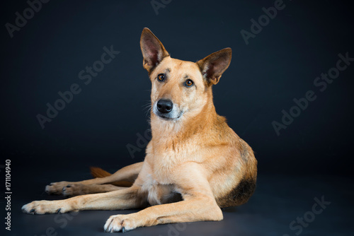 Hund Mischling Blond im Studio 2