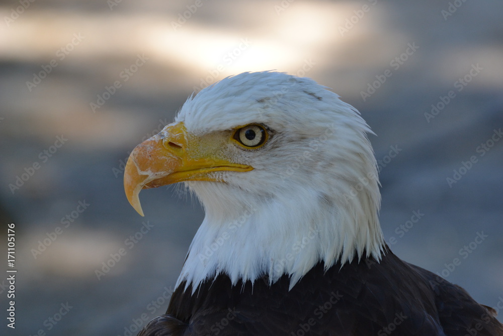 Fototapeta premium Royal Eagle