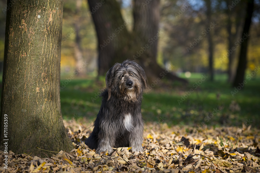 Langhaar Hund hat draußen Spaß 3 Langhaar Hund hat draußen Spaß 3