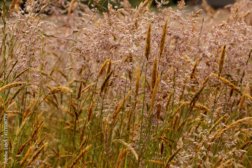 Closeup of infloresences of grass flowers: Holcus lanatus (velvet grass, yorkshire fogg, tufted, or meadow soft grass) and Anthoxanthum odoratum (sweet vernal grass, holy, or buffalo grass).  photo