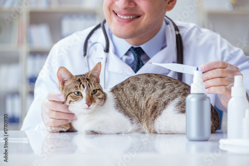 Fototapeta Naklejka Na Ścianę i Meble -  Cat visiting vet for regular checkup