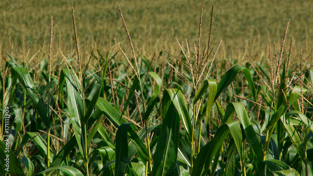 Fototapeta premium トウモロコシ畑