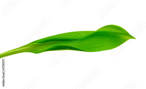 green leaf