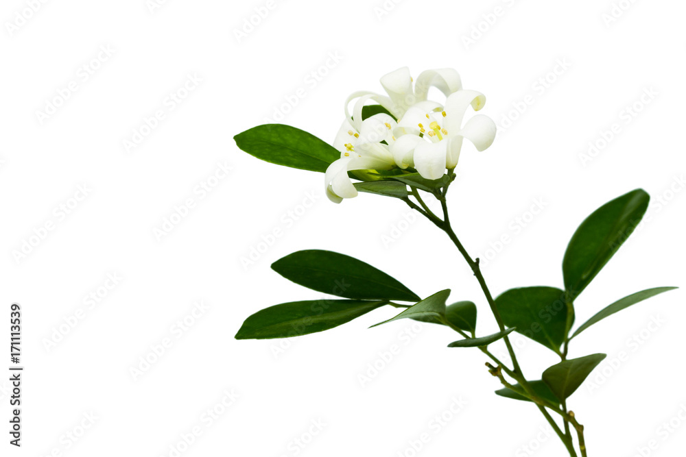 Fototapeta premium Orange Jessamine