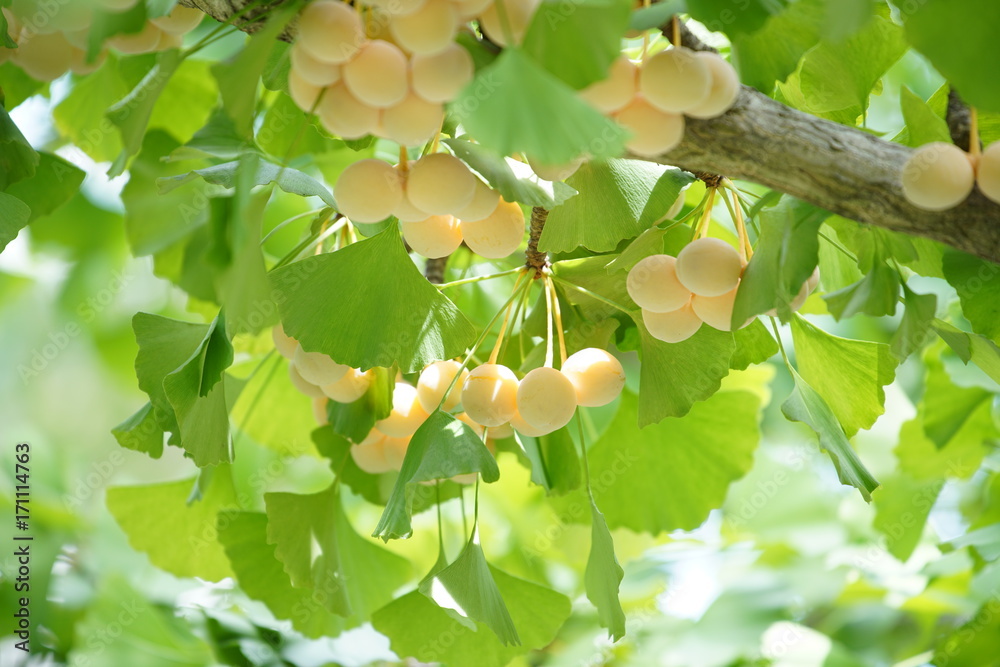 ginkgo tree nuts